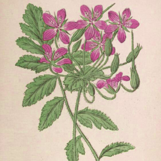 Тот самый аистник. Иллюстрация к книге, посвященной флоре европейских гор (1894). Автор рисунка — А. Жобен