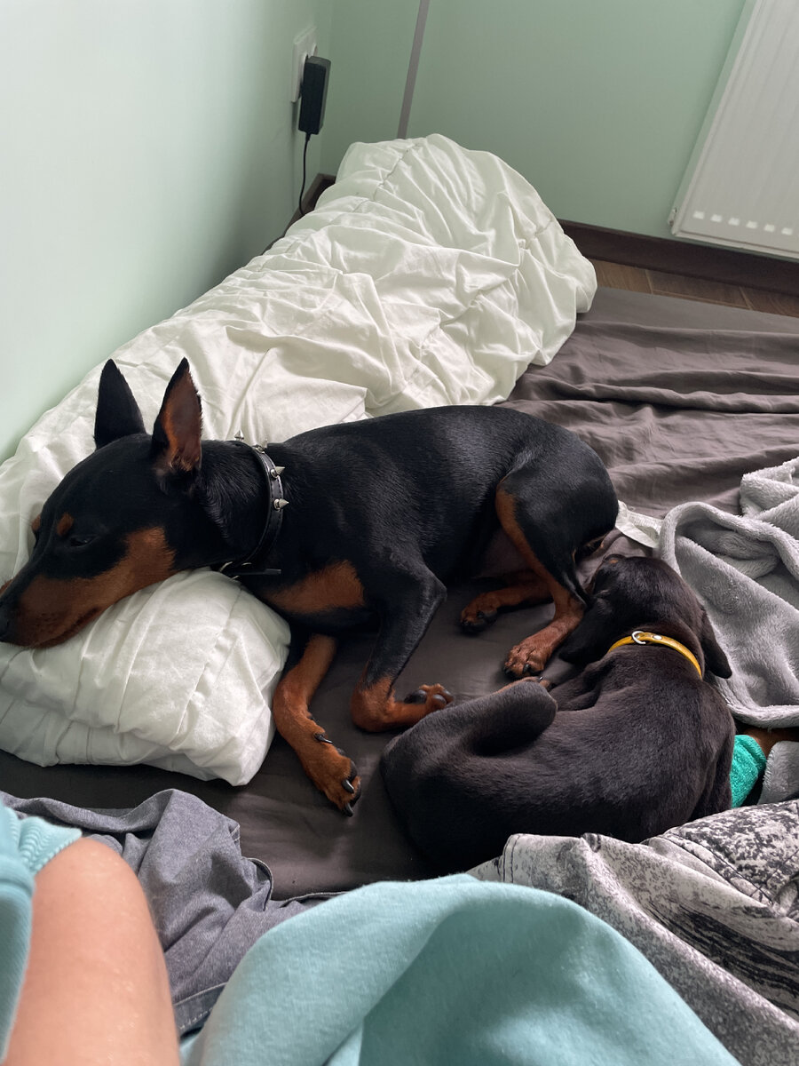 Сонное царство