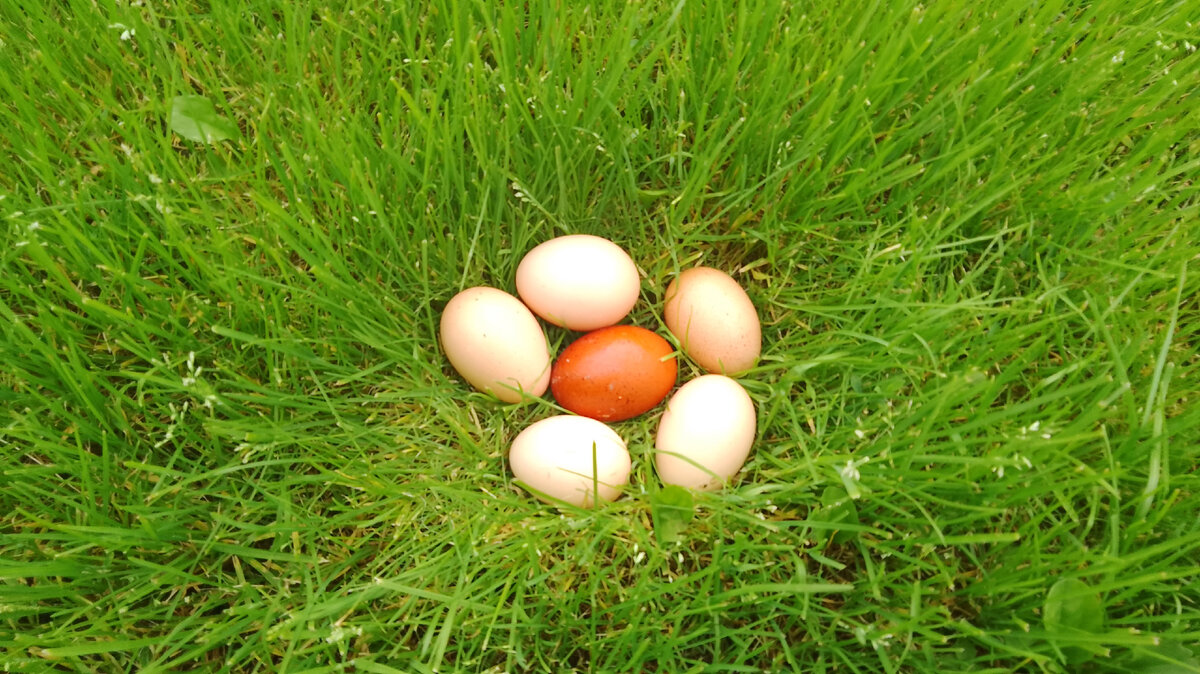 Куплю яйцо астрахань. Яйцо куриное домашнее на продажу красивое фото.