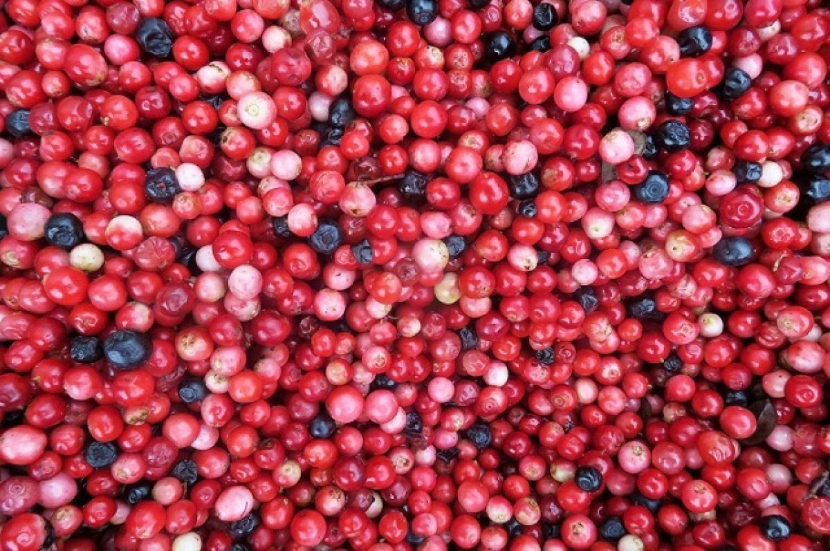    Двух жителей Камчатки задержали за нарушение сроков сбора брусники