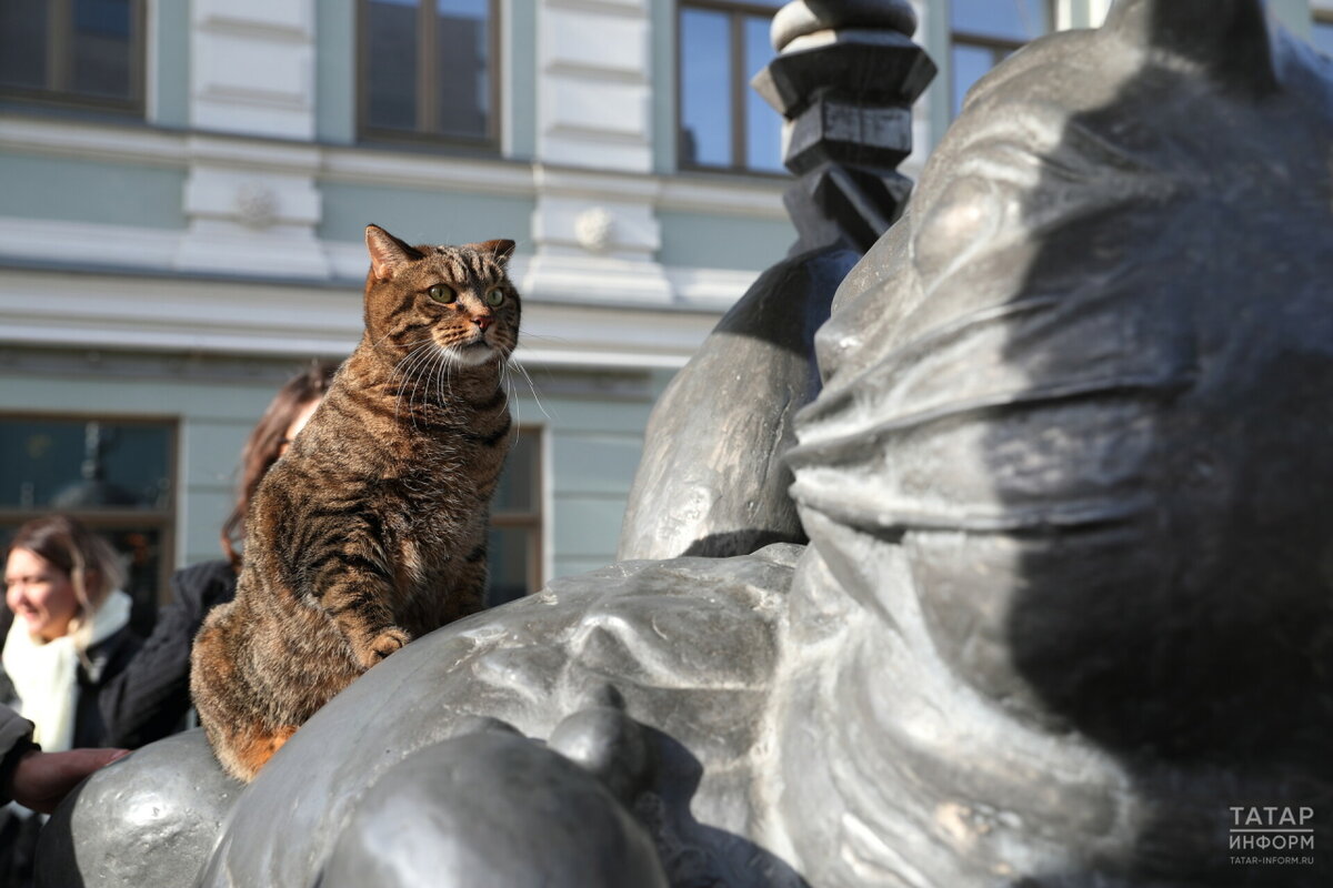 Судьба Кота казанского»: зарабатываем на бренде, пока городские коты живут  в подвалах | Новости Тукаевского района | Дзен