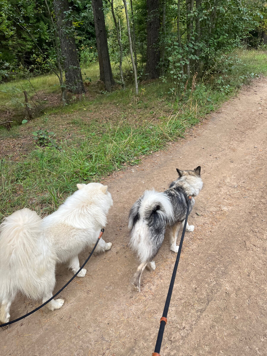 Follow me to. Собачья версия 