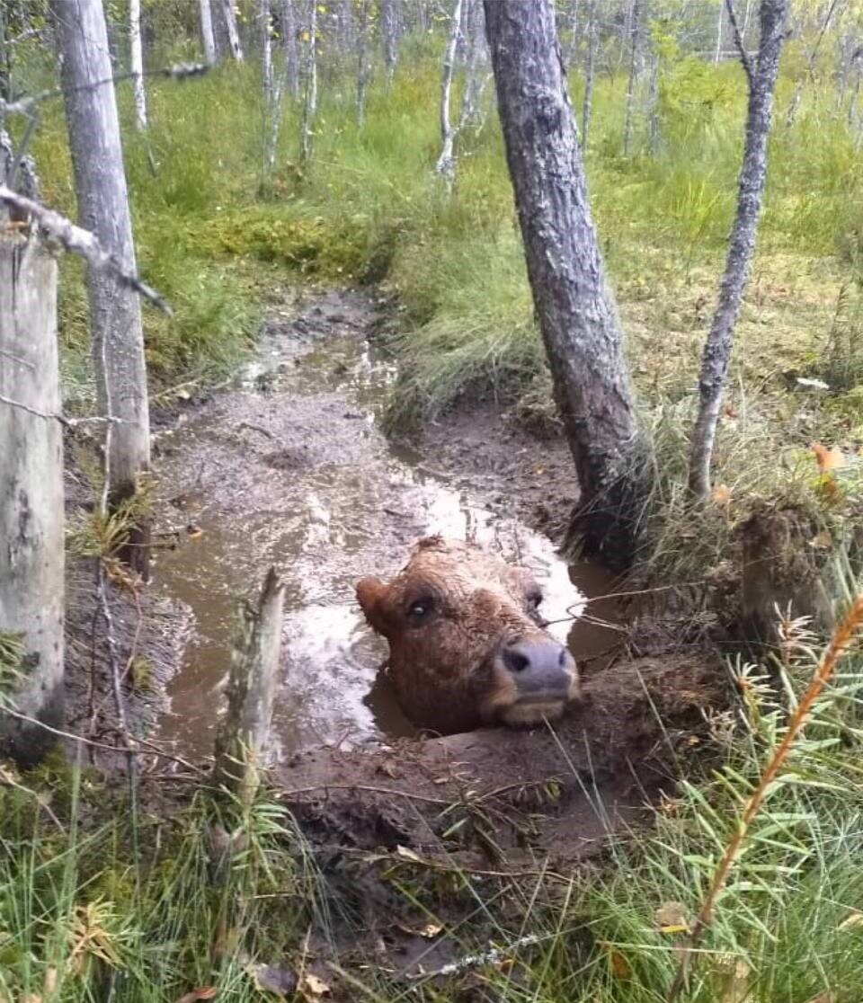 Фото: пресс-служба ГУ МЧС по ЛО