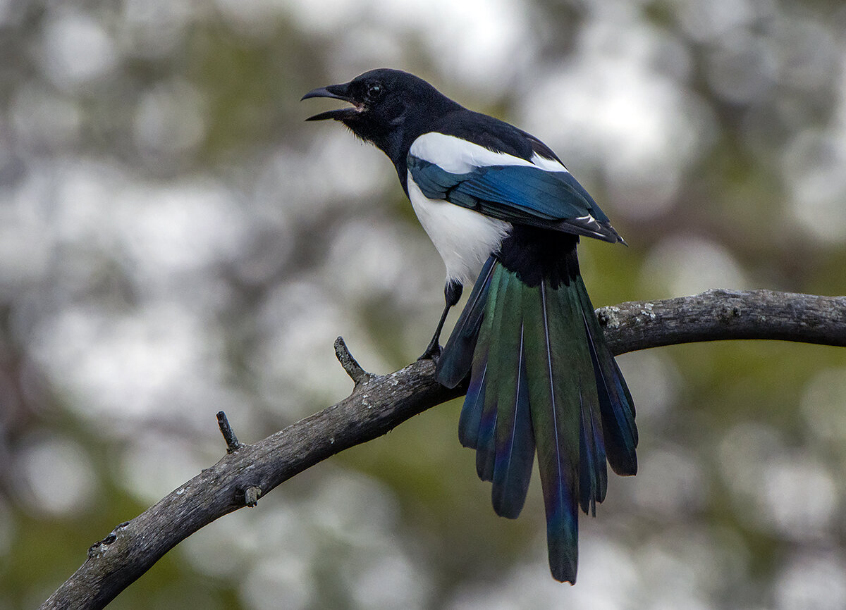 Фото взято  в свободном доступе, на просторах сети 