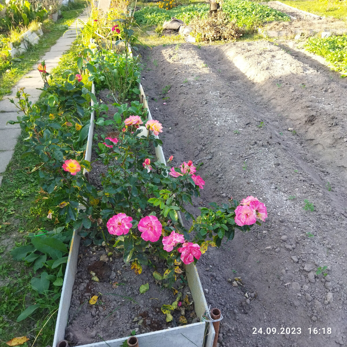 Фотографировала розы 😍 очень красивая и цветёт третьей волной. Рядом как раз готовые грядки под чеснок.