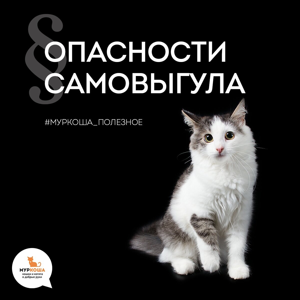 Статью для вас иллюстрирует очаровательная Кайли (теперь Чучи), малышка уехала жить со своей семьей в Финляндию 25 июля 2018 года
