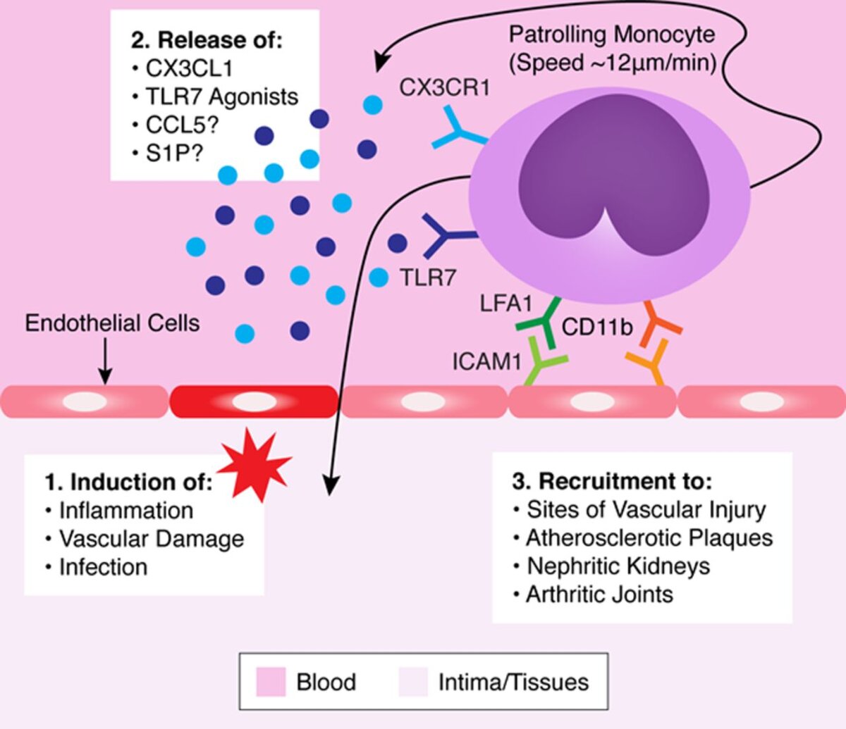 Патрулирующие моноциты находятся на стенках кровеносных сосудов. При возникновении различных воспалений патрулирующие моноциты затем либо рекрутируются локально в места повреждения сосудов, либо могут проникать в зоны воспаления, такие как атеросклеротические бляшки, нефритические почки или артритные суставы.