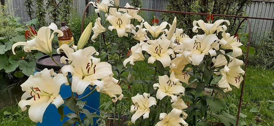 Не самый высоки сорт ОТ гибридов, но сравните с большой бочкой на заднем плане!