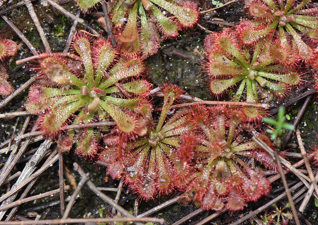 Росяночки Drosera spatulata. Фото: Lemon Tea Yi-Kai.