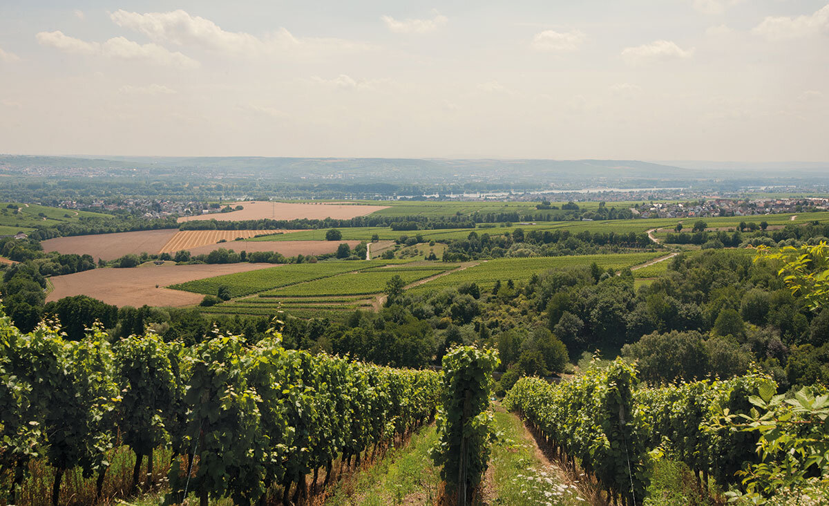 Виноградники