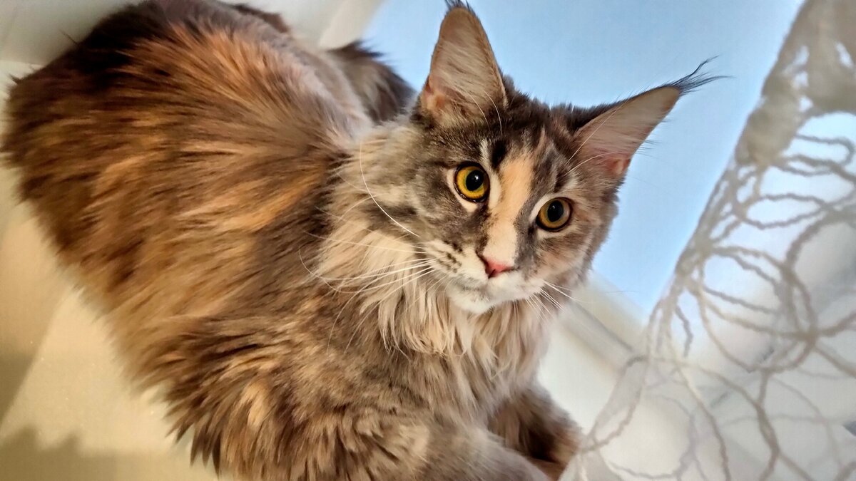 Мейн-кун Шая