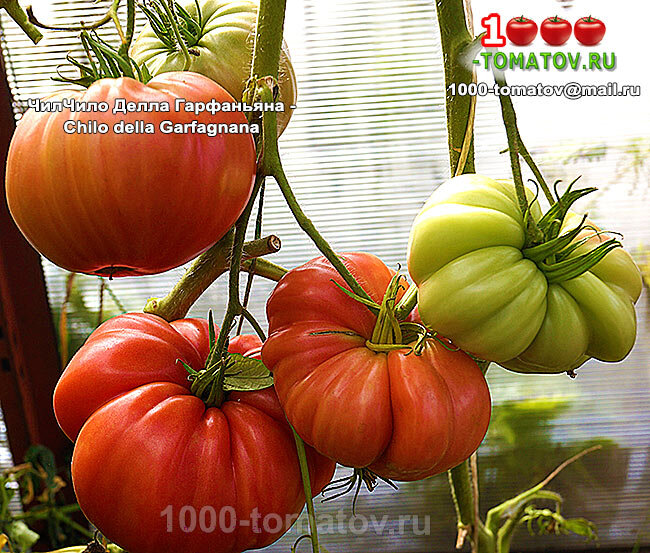 Томат  Чило Делла Гарфаньяна фото 2
