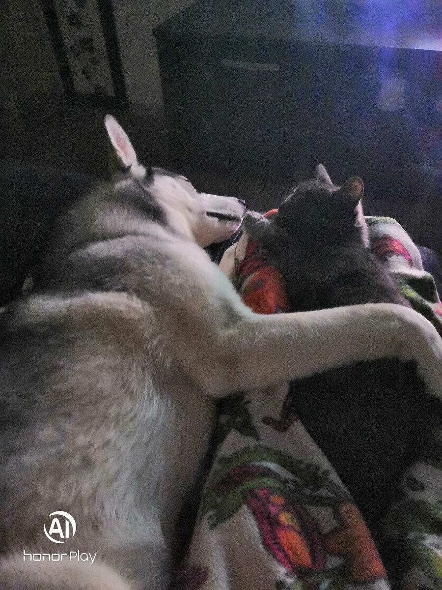 Редкое явление, но да, они иногда так спят) 