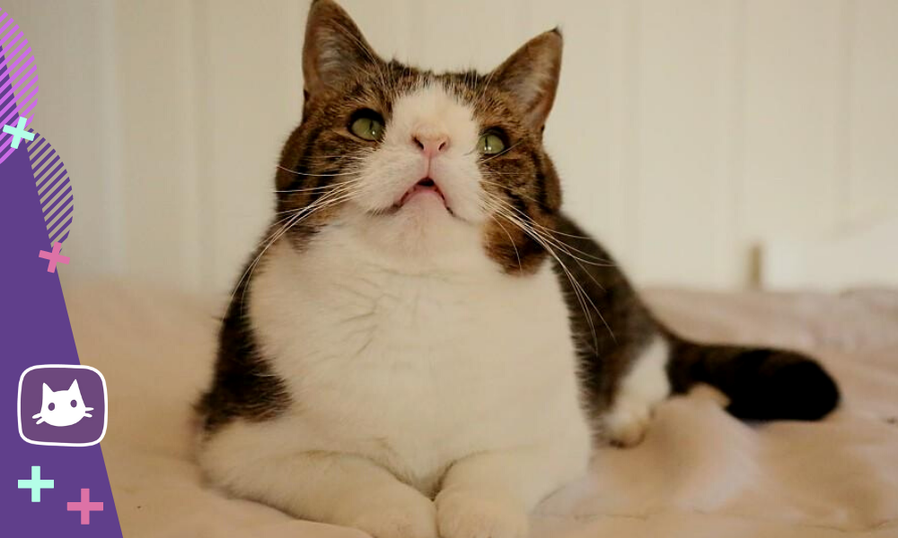 A cat with Down Syndrome - Album on Imgur