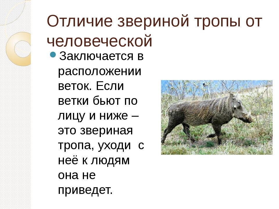 Звериные тропы. Отличие звериной тропы от человеческой. Звериные тропы в лесу ведут к. Как выглядят звериные тропы. В чем заключается отличие звериной тропы от человеческой ?.