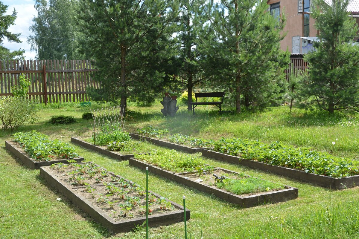 Усадьбушка. Пятигорск дачи огороде малусинки. Количество грядок для людей в 70 лет.