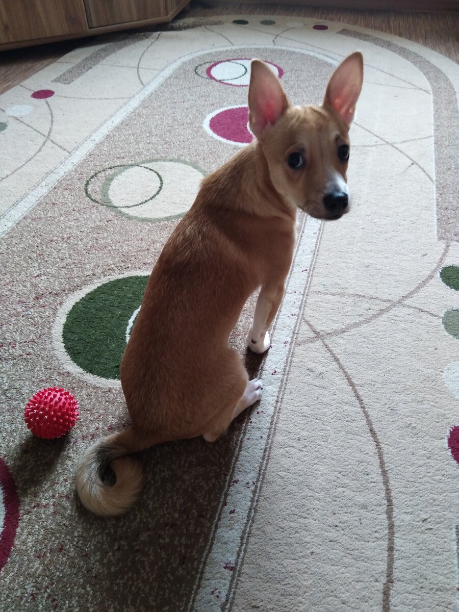 Фото: m.nn.ru /Так выглядит Пусик, из-за которого всё и завертелось/