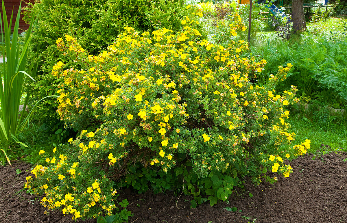 Potentilla fruticosa 'Happy Face Yellow' (Shrubby Cinquefoil) Garden retreat ide