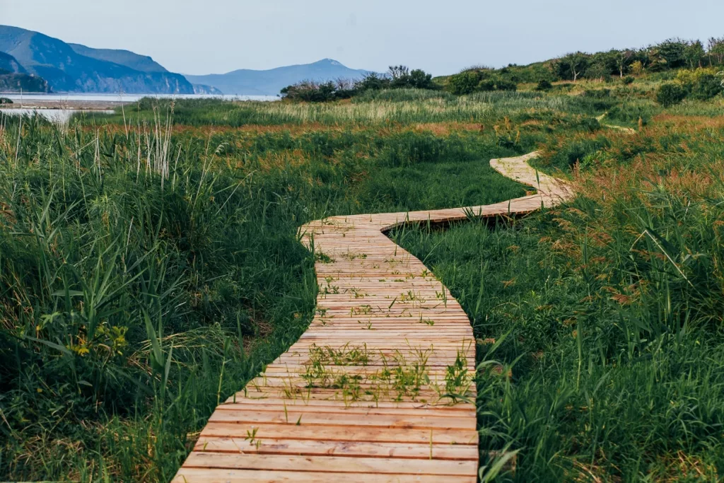 экотропа комаровский берег. экотропа черепахинская воронежский заповедник. болото в сестрорецке экотропа. эко тропа сестрорецк. эко тропа давыдково.