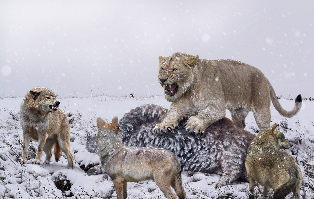 Самим кошкам тоже приходилось отбивать добычу от более нахальных хищников: тех же медведей или стаи волков. 
