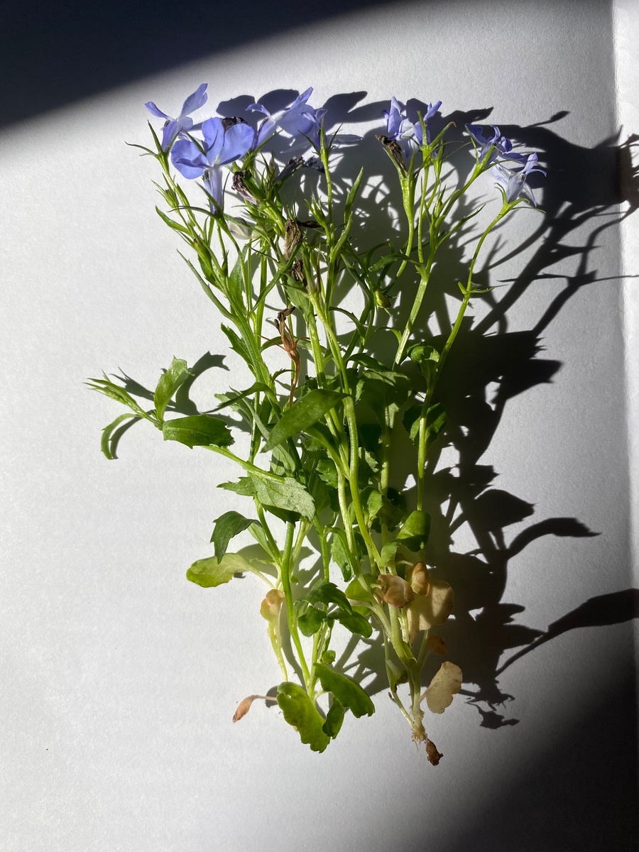 Красивый кадр, автор я