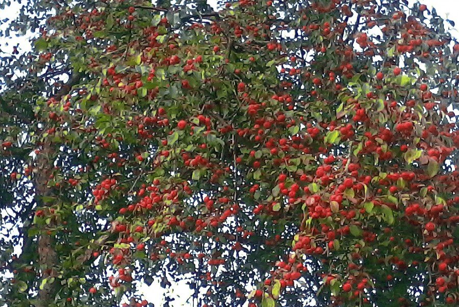 Обильный урожай яблони ранетки