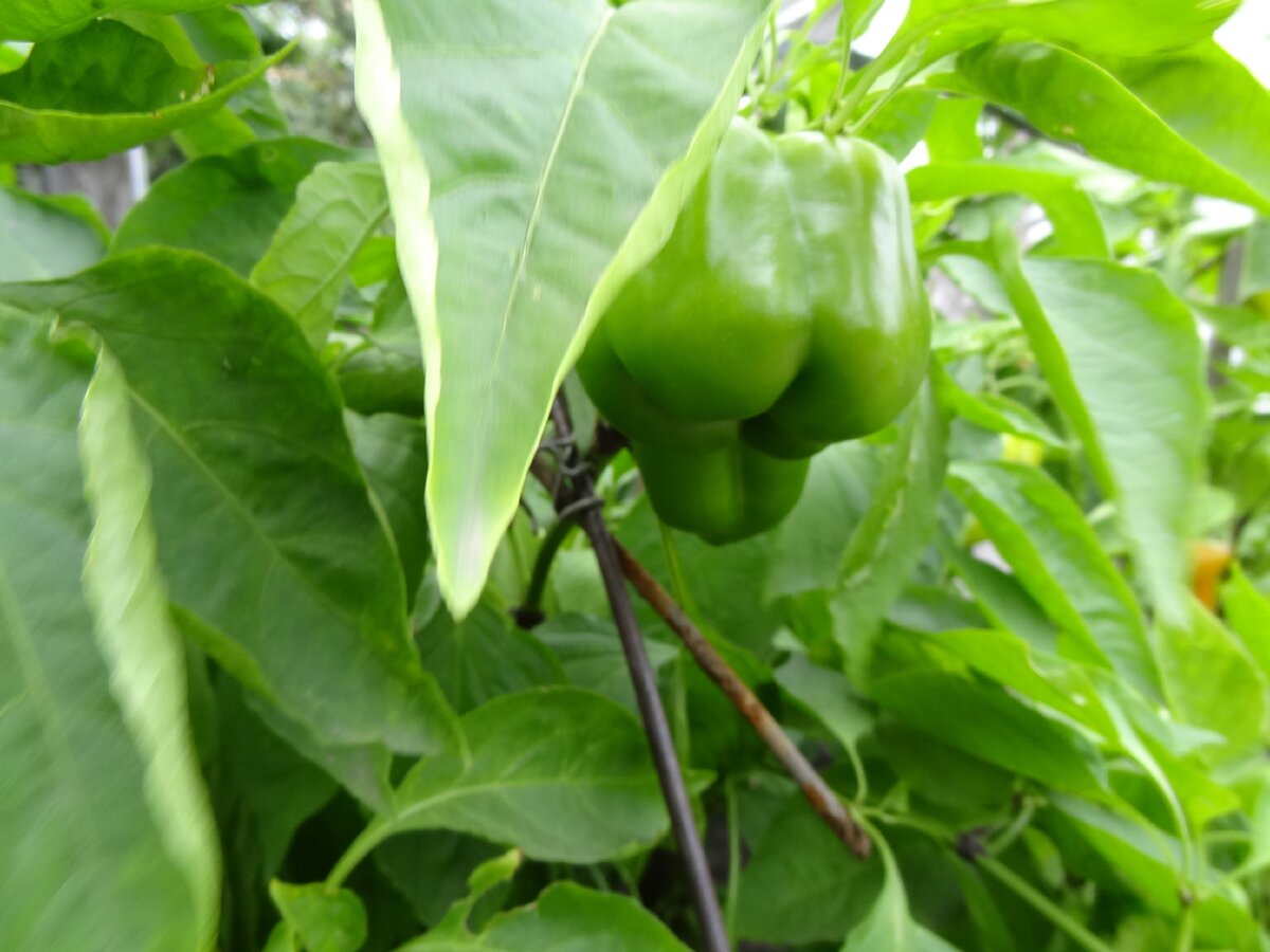 Урожай перцев в сентябре.