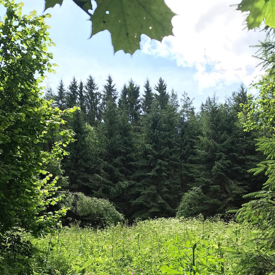 Типичный хутор в саженном лесу