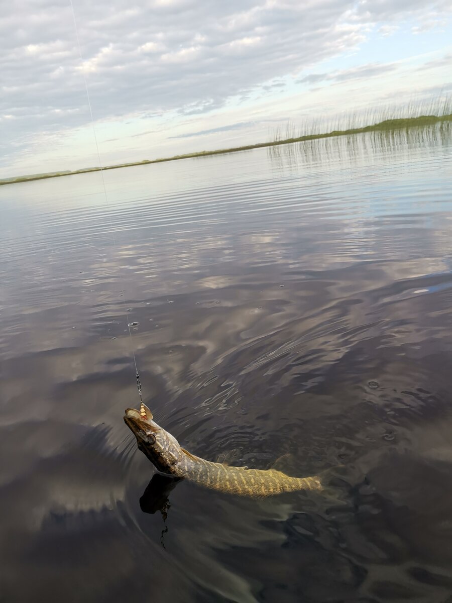 Весь улов за утро, хотя внешне погода идеальнейшая