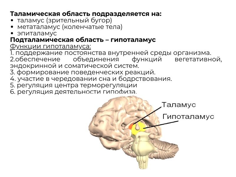 Функциональная анатомия