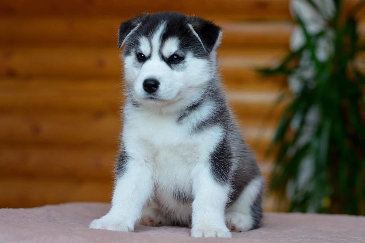 Щенок хаски.