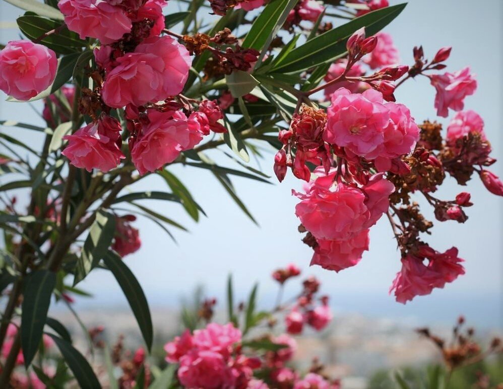 Олеандр обыкновенный