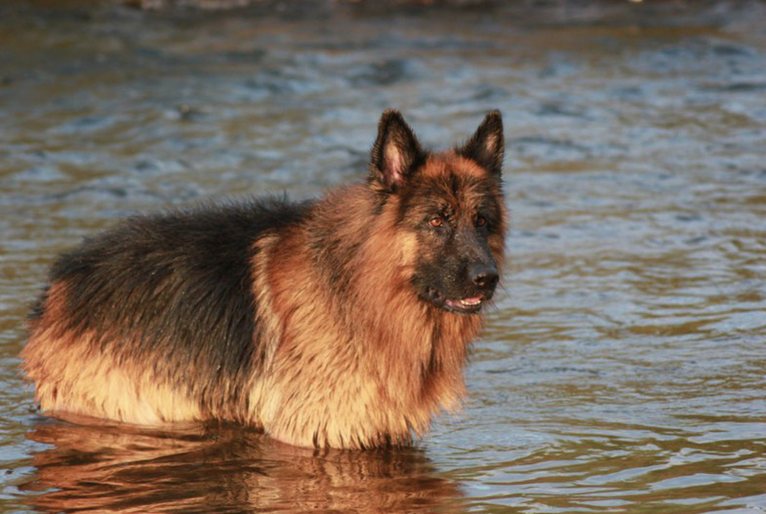 Длинношёрстая немецкая овчарка Гросефохнон Квандо.   Фото любезно предоставлено владельцем.  