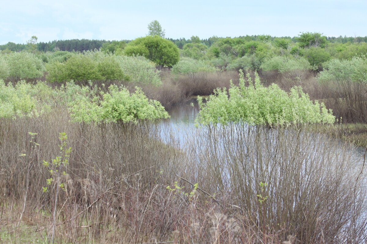 "Шапки" кустов напоминают зеленые облака. Ветлуга, Ниж. обл.