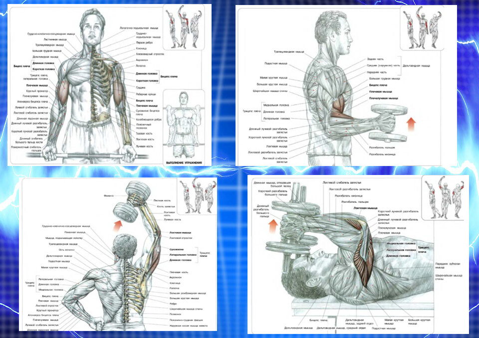 Подъём штанги на бицепс, "Молоты", Разгибания из-за головы, французский жим гантель. Упражнения для тренировки мышц рук. Схемы взяты из книги Ф. Дэлавье "Анатомия силовых упражнений.