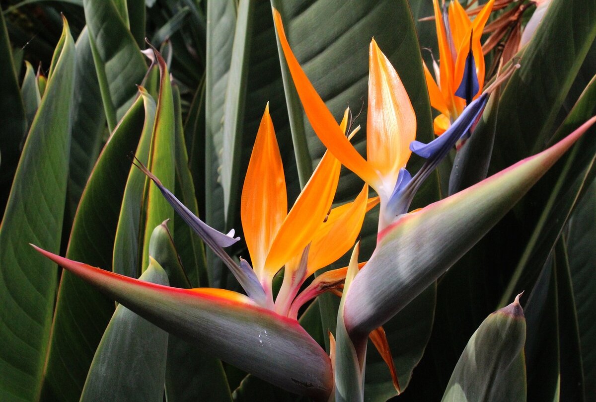 Heliconia