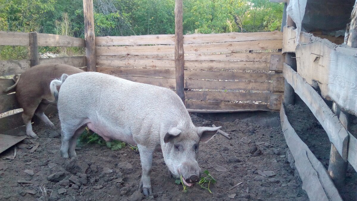 на переднем плане Василий, Хавроша спряталась)