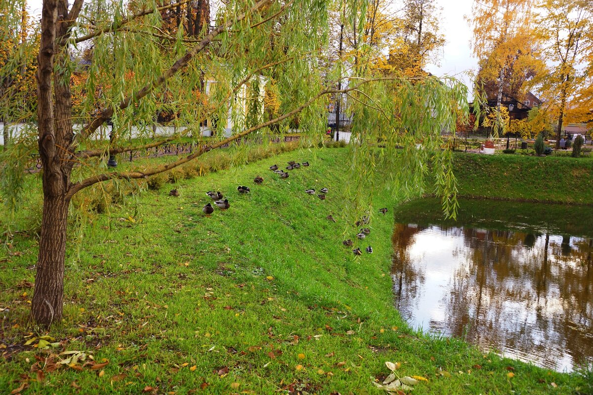 Рыбинский сад. Карякинский парк Рыбинск. Парки Рыбинска Карякинский парк. Карякинский парк Рыбинск лебеди. Рыбинск осенний Карякинский парк.