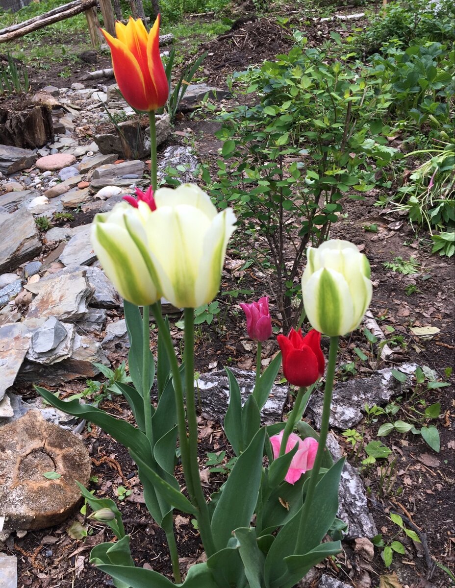 мой весенний сад