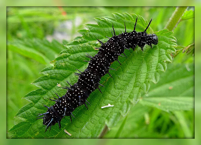 Гусеница бабочки Павлиний глаз. Источник: Яндекс картинки.