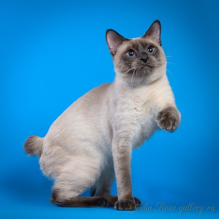                                                                     Меконгский бобтейл