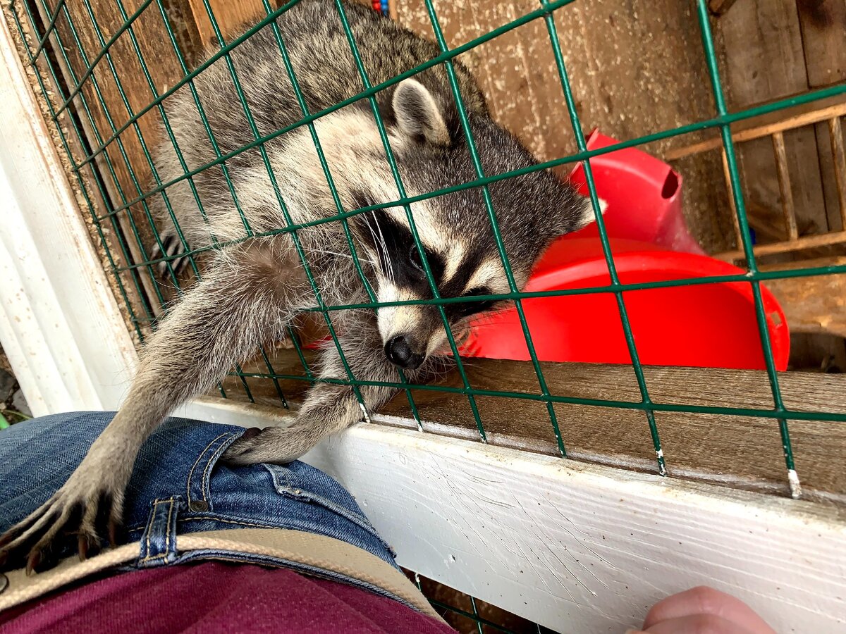 Енот Денис решил проверить мои карманы