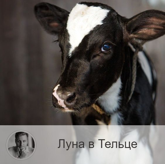 Подписывайтесь на наш канал, друзья!
Луна в знаке зодиака Телец с 18:12 3-ого по 07:02 6-ого. 👥 Напряженные и энергичные дни Луны в Овне сменяются спокойной и умиротворенной энергией Луны в Тельце. Вы почувствуете себя увереннее и надежнее, реакция и мыслительный поток замедляется. Вы можете почувствовать, что стали настойчивее и даже упрямее. Также очень вероятно, что в этот период вам захочется отдохнуть и полениться. Активному отдыху вы скорее предпочтете спокойное и размеренное времяпрепровождение. Небольшой шоппинг пойдет вам на пользу.
✅ Так как в эти дни реакция становится замедленной, то лучше отказаться от тех дел, которые требуют повышенной концентрации внимания. Период нахождения Луны в Тельце является идеальным временем для приобретения ценных бумаг и оформления финансовых сделок, можно делать крупные покупки, а также денежные вложения на долгую перспективу, проводить важные переговоры. Луна в Тельце может помочь в получении прибыли, а также обеспечении прочности бизнеса. Телец обозначает собой надежность, устойчивость, материальные накопления, чем и нужно воспользоваться, и, например, открыть счет в банке. Благоприятно проведение дел, связанных с имущественными вопросами и недвижимостью. В этот период мы становимся более медлительными, обстоятельным и приземленными, поэтому лучше заниматься долгосрочными делами, сделать что-то «с наскока» не получится.
❌ Плохой период для дел, от которых вы ждете быстрого результата.
❤️ Это время благоприятно для приема гостей, культурного отдыха и укрепления дружеских связей.
💊 Телец вызывает напряжение в области шеи, горла. В период Луны в Тельце нам грозит переедание.

—————
🔭 Прайс на услуги 👉 numeromagic.ru/uslugi
⛄ Перейти к отзывам 👉 numeromagic.ru/reviews