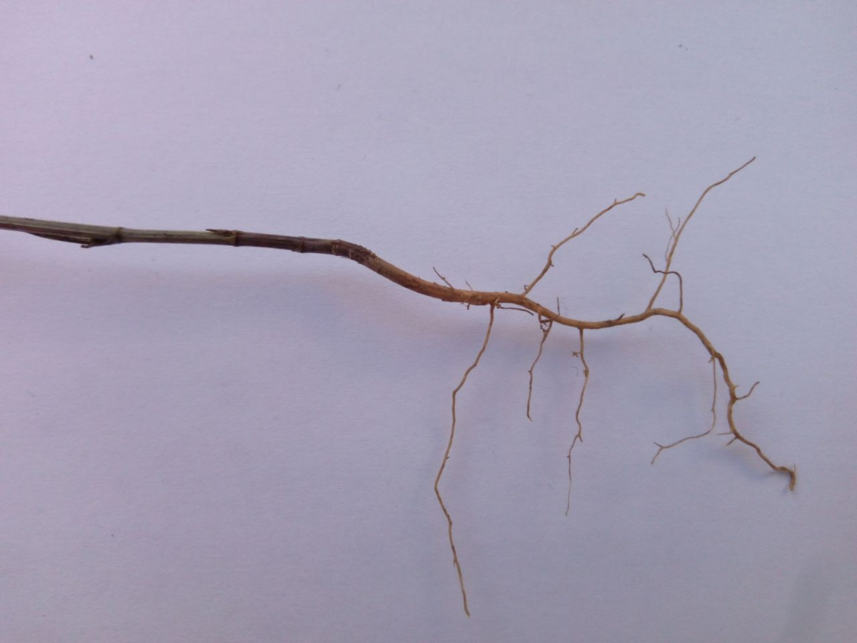 Фото 5.10.2020 Bupleurum brachiatum K. Koch (семейство Apiaceae)Володушка ветвистая