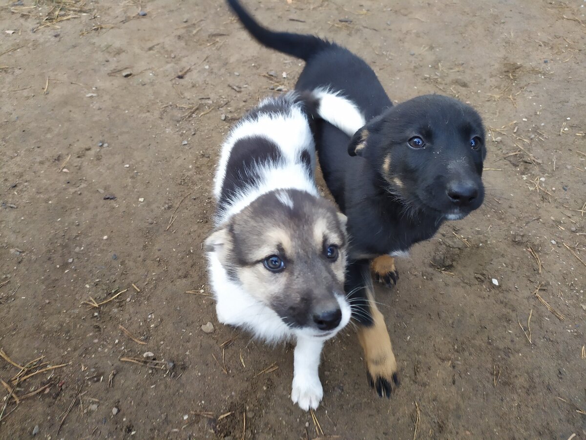 Продам щенков лайки