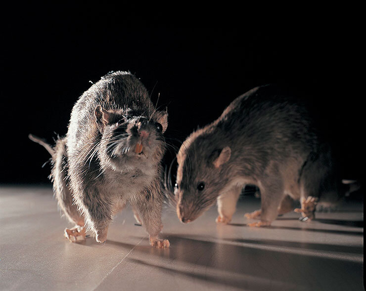 Credit: British Pest Control Association