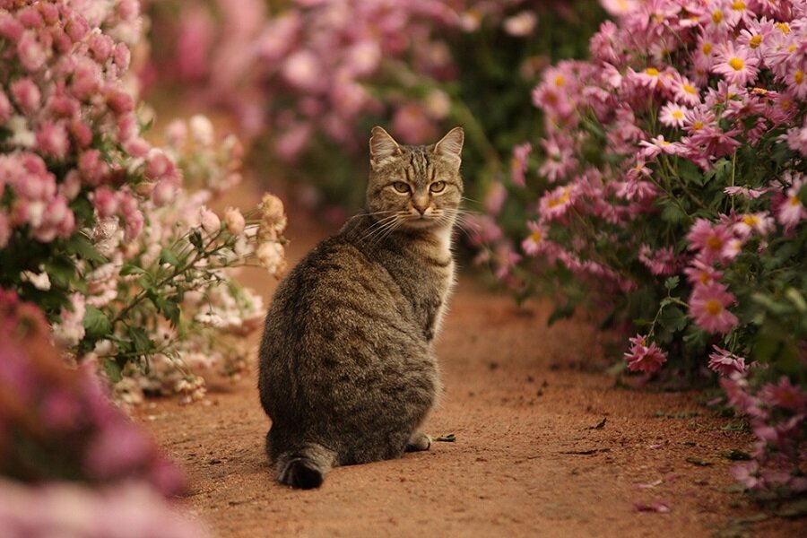 фото nikitasad.ru