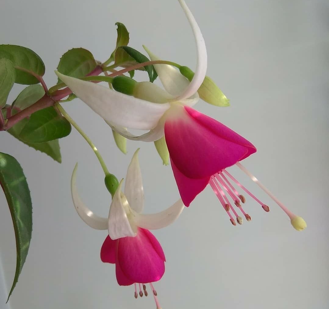 Красавица фуксия