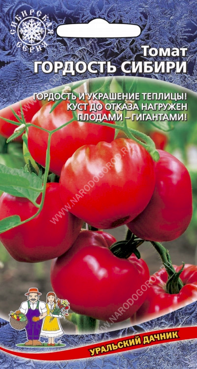 Томат Гордость Сибири, Уральский Дачник