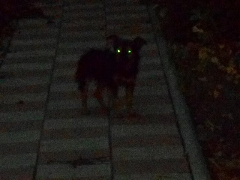 Друзья, мои, вот уже несколько месяцев, каждую ночь я наблюдаю странный феномен: соседские собаки вдруг начинают дружно голосить и выть, как будто они чего-то очень сильно испугались.